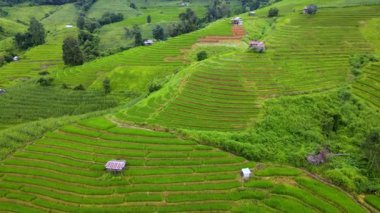 Chiang Mai, Tayland 'ın nefes kesen pirinç tarlalarında yolculuk. Bu canlı alan, açık mavi gökyüzünün altında çeşitli yemyeşil alanlar, huzurlu tarım alanları ve geleneksel kulübeler sergiliyor..