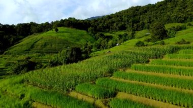 Chiang Mai, Tayland 'ın nefes kesici pirinç teraslarını keşfedin. Doğal güzellikler ve sükunetle dolu çarpıcı bir manzara yaratan canlı yeşilliğe ve yuvarlanan tepelere tanık olun..