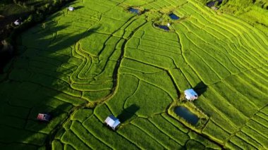 Chiang Mai, Tayland 'ın nefes kesen pirinç tarlalarını keşfedin. Yeşilliğin karmaşık desenlerle buluştuğu yer..