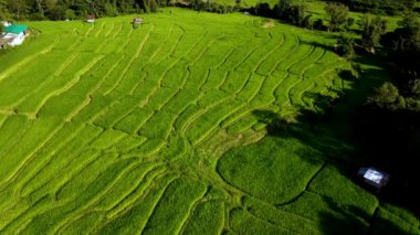 Ilık sabah güneşinde canlı yeşil terasların parladığı Chiang Mais 'in yayılan pirinç tarlalarının huzur veren güzelliğini hissedin..