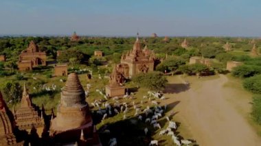 Altın saatin antik tapınaklar ve pagodalar üzerinde büyüleyici bir parıltı oluşturduğu Bagan Myanmar 'ın görkemli güzelliğini deneyimleyin. Huzurlu manzaralar zengin bir tarihi ve kültürü yansıtıyor..