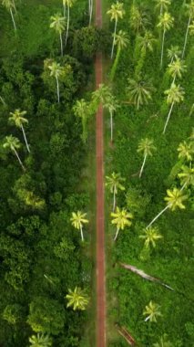 Koh Mak 'ın verimli yeşilliklerinde dolaşın, burada yükselen palmiyeler barışçıl toprak yolu çiziyor. Bu huzurlu adanın huzurlu güzelliğini tecrübe edin, doğa severler ve maceracılar için mükemmel..