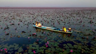 Tayland 'ın Udon Thani kentindeki Kızıl Lotus Gölü' nün sakin sularında çiçek açan pembe nilüferlerin büyüleyici güzelliğini keşfedin. Görgü tanıkları sakin ortamlarının tadını çıkarıyorlar..