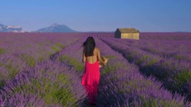 Bir gezgin Provence 'deki canlı lavanta tarlalarında zarifçe dolaşır. Çiçeklerin parlak renkleri huzurlu manzarayla ve uzaktaki taştan bir binayla çok güzel tezat oluşturuyor..