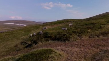Zarif bir geyik sürüsü, Norveç 'in nefes kesen manzarasına karşı yemyeşil tepelerde otlayarak vakit geçiriyor. Huzurlu sahne, altın saat boyunca doğanın ihtişamını ön plana çıkarıyor..