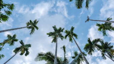 Uzun palmiye ağaçları yukarıya doğru uzanıyor, yaprakları yumuşak bulutlara ve açık mavi gökyüzüne hafifçe sallanıyor. Bu huzurlu sahne Tayland ve Bali 'deki cennetin özünü yansıtıyor..