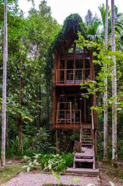 Büyüleyici bir ahşap ev yağmur ormanlarının canlı yaprakları arasında zarif bir şekilde duruyor. Uzun ağaçlar ve tropikal bitkilerle çevrili olan ağaç, sükuneti ve doğayla bağlantıyı davet eder..