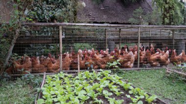 Yeşil marul bitkileri Tayland yakınlarında yaşarken, renkli tavuklar geniş bir kalem keşfediyorlar..