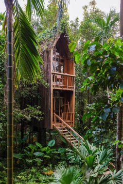Yeşilliklerin arasına gizlenmiş, çarpıcı bir ağaç evi misafirleri, doğa ve sükunetin yağmur ormanlarında güzelce iç içe geçtiği büyüleyici vahşi doğayı keşfetmeye davet ediyor.