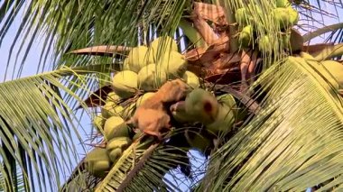 Chumphon Tayland 'da yetenekli bir maymun taze hindistan cevizi toplamak için yüksek bir palmiye ağacına tırmanır. Bu gelenek Hindistan cevizlerinin yerel kültür ve ekonomideki önemini gün geçtikçe vurguluyor..