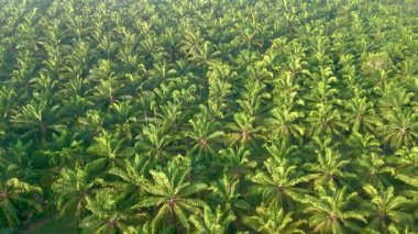 Chumphon, Tayland 'daki nefes kesen palmiye yağı ağaçlarının göz kamaştırıcı genişliğine tanık olun. Canlı yeşillikleri sergiliyorlar. Göz kamaştırıcı manzara, gezginleri doğanın güzelliğine dalmaya davet eder.