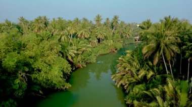 Chumphon Tayland 'ın göz kamaştırıcı doğal güzelliğini keşfedin. Titrek palmiye ağaçları, dingin nehir kıyısında. Yağmur ormanlarında palmiye ağaçları olan bir nehrin insansız hava aracı görüntüsü