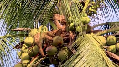 Chumphon Tayland 'da yetenekli bir maymun Hindistan cevizi ağacına ustalıkla tırmanır ve hindistan cevizi toplar. Parlak güneş bu inanılmaz doğa ve takım çalışmasını aydınlatıyor..