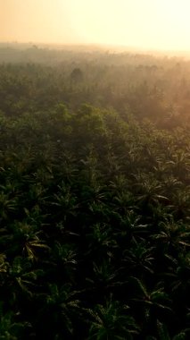 Chumphon, Tayland 'ın nefes kesici güzelliğini keşfedin. Parlak yeşillik palmiye ağacı plantasyonuyla tüm araziye yayılıyor.