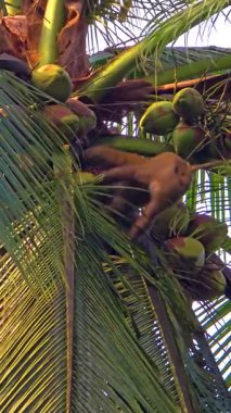 Chumphon Tayland 'daki hindistan cevizi ağaçlarının çiftliğinde hindistan cevizi toplayan şakacı bir maymun. Canlı ortam, maymunun tropikal çevresini keşfettiği doğanın güzelliğini gözler önüne seriyor..