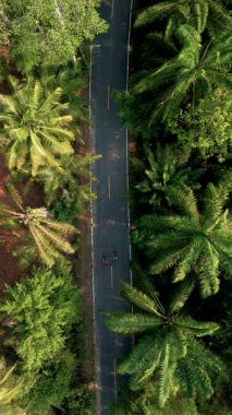 Chumphon Tayland 'ın canlı manzaralarını keşfedin. Bisiklet macerası sizi, gelişen palmiye ağaçları ve parlak güneşin altında yemyeşil yapraklarla çevrili dolambaçlı yollara götürür..