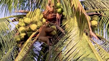 Maymunların Chumphon Tayland 'da Hindistan cevizi palmiyelerine tırmanıp gün batımında ustalıkla meyve toplamalarına tanık olun. Hindistan cevizi tarlasında hindistan cevizi toplayan maymun.