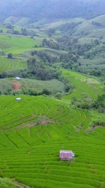 Chiang Mai 'nin manzaralı pirinç tarlalarında dolaşın. Canlı yeşil teraslar tepeler boyunca uzanır..