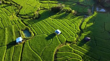 Chiang Mai, Tayland 'ın nefes kesici pirinç tarlalarını keşfedin..