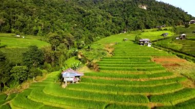 Chiang Mai tepelerine kurulmuş yemyeşil pirinç tarlaları manzara boyunca çarpıcı bir şekilde yayılıyor. Huzurlu bir ev terasların arasında duruyor, görkemli doğayla uyum içinde..