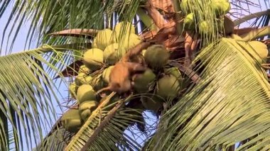 Chumphon Tayland 'ın bu canlı manzarasında, Hindistan cevizi tarlasında hindistan cevizi ağaçlarına ustalıkla tırmanan yetenekli maymunların büyüleyici görüntüsüne tanık oluyoruz.