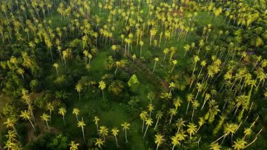 Koh Mak, Tayland 'ın baş döndürücü palmiye manzaralarını keşfedin. Doğanın dinginliğini canlı yeşilliklerle ve parlak gökyüzünün altında sallanan palmiyelerle hisset..
