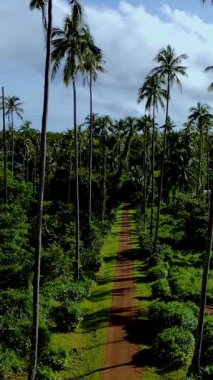Tayland 'ın Koh Mak kentindeki sakin patikalarda dolaşın, burada yükselen palmiye ağaçları yeşil manzarayı kucaklıyor. Adanın bu gizli taşının sükunetini ve güzelliğini hisset..