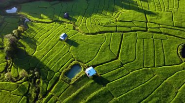 Chiang Mai, Tayland 'daki canlı pirinç tarlalarının dingin güzelliğini keşfedin. Yeşillik göz alabildiğince uzanıyor. Tecrübe doğası sükunet ve kırsal cazibe.