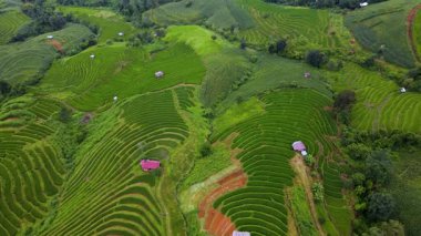 Chiang Mai, Tayland 'ın gür, teraslı pirinç tarlalarına tanık olun. Canlı yeşil desenler sergiliyorlar. Doğal güzellik ve tarım cazibesiyle dolu bu büyüleyici kırsal cenneti keşfedin..