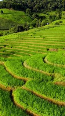 Chiang Mai Tayland 'ın nefes kesici manzarasına adım atın. Zümrüt yeşili pirinç tarlaları, yamaçlardan aşağı çağlayan büyüleyici teraslar oluşturur. Doğanın güzelliği bu bölgede gelişiyor..