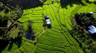 Chiang Mais pirinç tarlalarının huzur veren güzelliğini görün. Göz alabildiğine yemyeşil teraslar, sabahın erken saatlerinde sıcak güneş ışığıyla yıkanan çarpıcı bir manzara yaratıyor..