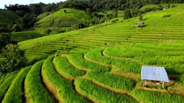 Chiang Mais pirinç tarlalarının nefes kesici güzelliğini deneyimleyin. Canlı yeşil teraslar güneşin altındaki yamaçlarda çağlayarak akıyor. Geleneksel tarım uygulamalarını doğayla uyum içinde sergiliyorlar..