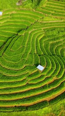 Chiang Mai, Tayland 'ın yemyeşil pirinç tarlalarının büyüleyici desenler oluşturduğu yemyeşil manzaralarına doğru bir girişim..