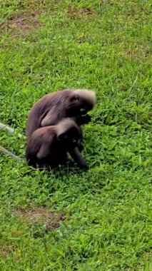 Maymunlar, Krabi Tayland 'ın canlı yeşilliklerinde etkileşime girip eğleniyorlar. Bu an doğal ortamlarında özgürce yaşayan vahşi yaşamın özünü yakalıyor. Vahşi yaprak maymunu. 