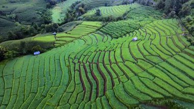 Güneş batmaya başladığında Tayland, Chiang Mai 'deki canlı pirinç tarlalarının nefes kesici güzelliğini keşfedin..
