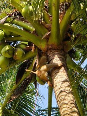 Canlı bir maymun Chumphon, Tayland 'da hindistan cevizi palmiyesini ustalıkla gezer, açık mavi gökyüzünde hindistan cevizi ararken çevikliğini gösterir. Hindistan cevizi toplayan maymun.