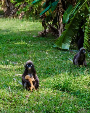 Railay Sahili 'nin yemyeşil yeşilliğinde, şakacı Popa Langur maymunları sıcak güneşin altında birbirleriyle etkileşime geçerek canlı bir atmosfer yaratıyorlar. Krabi 'deki bu sakin yer vahşi yaşamı izlemek için mükemmel.