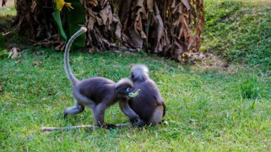 İki oyuncu Popa Langur maymunu, Tayland, Krabi 'deki Railay Sahili' nde canlı çevrelerini keşfediyor. Canlı maskaralıkları doğanın güzelliğini ve vahşi yaşamın neşesini gözler önüne seriyor.