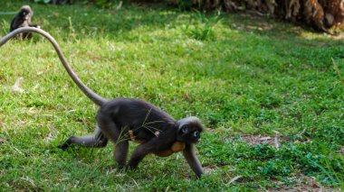 Railay Sahili 'nin canlı yeşillikleri arasında, oyuncu Popa Langur maymunları meraklı doğalarını sergileyerek özgürce dolaşıyorlar. Tropikal ortam, sıcak güneşin altında keşif ve maceraya davetiye çıkarır..