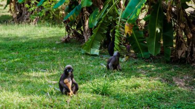 Canlı bir tropikal bitki örtüsü içinde, Popa Langur maymunları çevreleriyle meşgul olarak, Railay Sahili, Krabi 'nin huzurlu manzarasına neşe getirirler. Doğa özgürce dolaşırken ve oynarken gelişir..