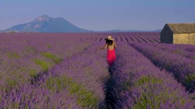 Fransa 'nın Provence kentindeki canlı lavanta tarlalarından geçen sakin bir yürüyüş doğanın güzelliğini gözler önüne seriyor. Valensole 'da lavanta tarlasında yürüyen kırmızı şapkalı Asyalı kadınlar. 