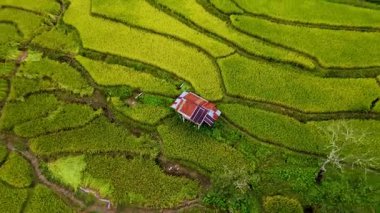 Tayland, Chiang Mai 'deki pirinç tarlalarının nefes kesici güzelliğini tecrübe edin, yeşilin tonları çarpıcı bir manzara yaratır. Bu sakin bölgede geleneksel tarım ve doğa harikaları sergileniyor..