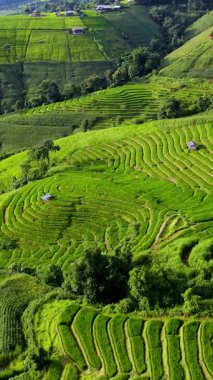 Chiang Mai, Tayland 'ın yemyeşil teraslarını keşfedin. Orada canlı pirinç tarlaları tepeler boyunca uzanıyor. Doğanın güzelliğine tanık olun, çiftçiler çarpıcı manzaraların ortasındaki ekinleriyle ilgileniyorlar..