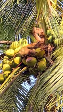 Chumphon Tayland 'ın yüksek avuçlarında yetenekli hindistan cevizi hasadına tanık olun. Palmiye ağacından hindistan cevizi toplayan bir maymun.