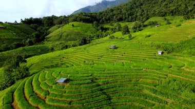 Chiang Mai Tayland 'daki canlı yeşil pirinç tarlalarının nefes kesici manzarası tarım hayatının güzelliğini vurguluyor..
