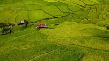 Chiang Mai, Tayland 'ın nefes kesen pirinç tarlalarına hayret, altın gölgelerin arazide dans ettiği yere. Bu bölgeyi tanımlayan doğanın ve geleneksel çiftçiliğin uyumunu tecrübe edin..