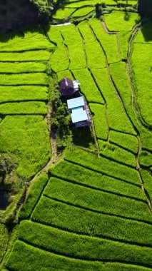 Tayland, Chiang Mai 'nin canlı yeşil pirinç tarlalarında dolaş, teraslı arazilerin tarımsal cazibeyi sergilediği yerlerde..