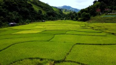 Tayland, Chiang Mai 'nin büyüleyici pirinç tarlalarından göz alabildiğince canlı yeşil teraslar boyunca seyahat edin. Tarım ve doğanın iç içe geçmiş doğal güzelliğini keşfedin..