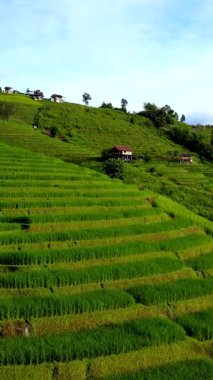 Kendini Chiang Mais 'in nefes kesici güzelliğine, Tayland pirinç tarlalarına daldır.