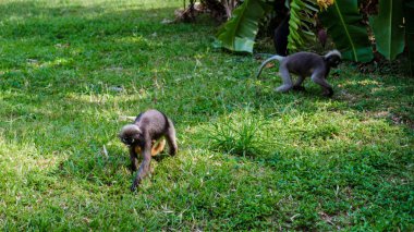 İki Popa Langur maymunu Tayland, Krabi 'nin canlı çimlerinde geziniyor, güneşin altındaki yemyeşil tropikal bitki örtüsüne karşı neşeli doğalarını sergiliyorlar..